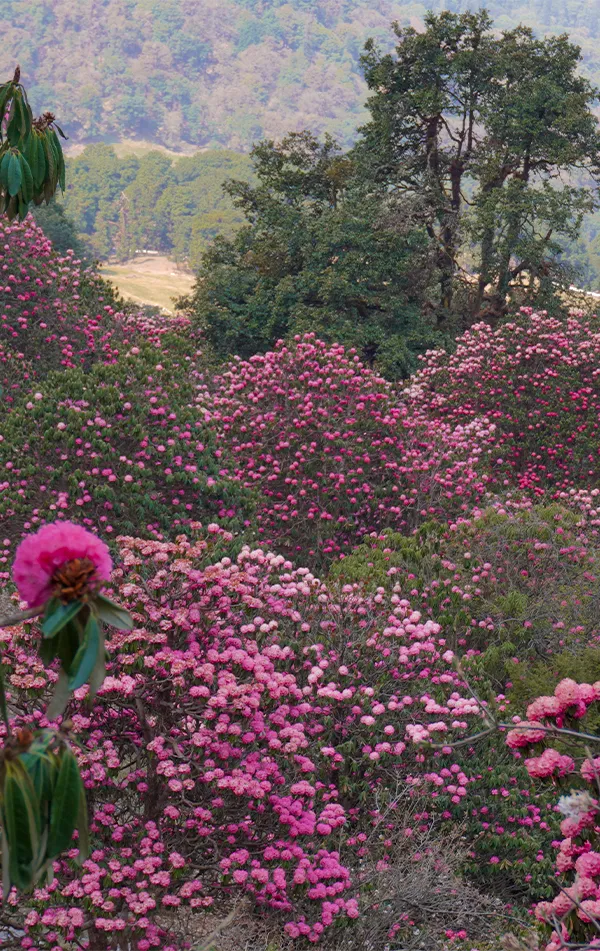 Chopta Chandrashila Tungnath Trek with Deoriatal